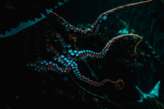 kukkidoll's tentacles